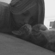 Blanding af racer Prins