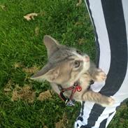 Blanding af racer Prins