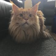 Maine Coon Rovdyret's Obelix kælenavn Peter