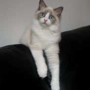 Ragdoll Dk Loumag's Dinner4One Mr. Pommeroy