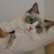 Ragdoll Dk Loumag's Dinner4One Mr. Pommeroy