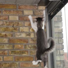 Norsk Skovkat Dk Northtown Cats Fenris