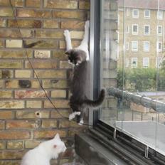 Norsk Skovkat Dk Northtown Cats Fenris