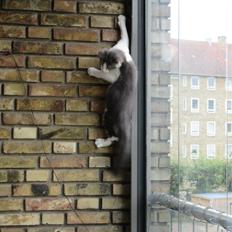 Norsk Skovkat Dk Northtown Cats Fenris