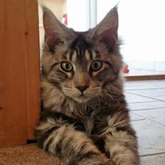 Maine Coon Silver