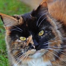 Maine Coon DK Nimrodel's Lúthien