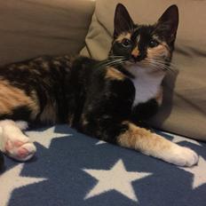 Huskat nova