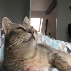 Huskat nyemis (nulle)