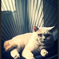 British Shorthair Smitty