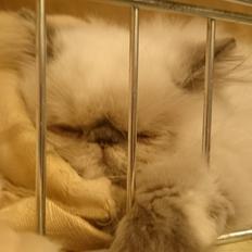 Perser Ingeborg Von Hårrowinton Kaas - Lai-ans Frigg