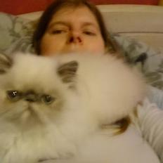 Perser Ingeborg Von Hårrowinton Kaas - Lai-ans Frigg