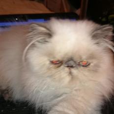 Perser Ingeborg Von Hårrowinton Kaas - Lai-ans Frigg