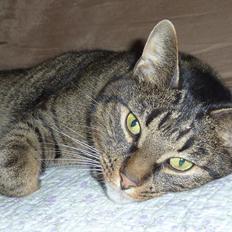 Huskat Tigermis (Himmelkat)