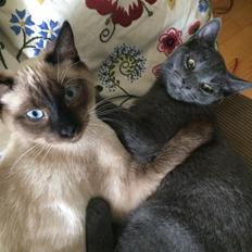 Blanding af racer Fie