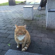 Huskat Bølle