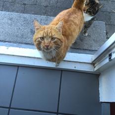 Huskat Bølle
