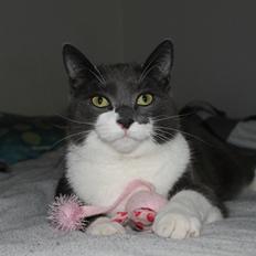 Blanding af racer Harley