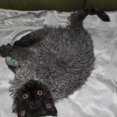 Selkirk Rex  Tzari Lay Down the Law