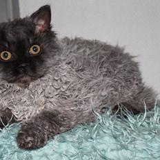 Selkirk Rex  Tzari Lay Down the Law