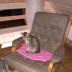 Orientaler Sphinx al—paco