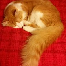 Norsk Skovkat Høgerstedets Svend