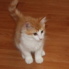 Norsk Skovkat Høgerstedets Svend