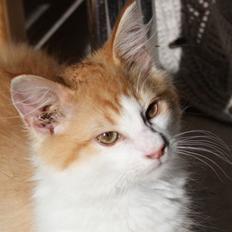 Norsk Skovkat Høgerstedets Svend