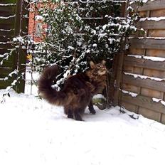 Maine Coon SP Olmocabes Jako