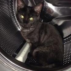 Blanding af racer Sofus