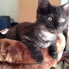 Blanding af racer Sofus