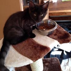 Blanding af racer Sofus