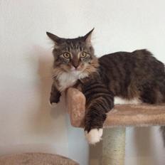 Blanding af racer Herman