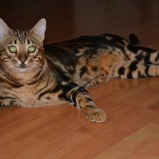 Bengal Big Fat Snake. Aka Blackie