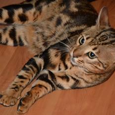Bengal Big Fat Snake. Aka Blackie