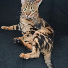 Bengal Big Fat Snake. Aka Blackie