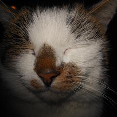 Blanding af racer Ocho