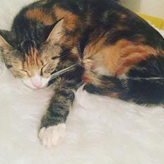 Blanding af racer Bellus