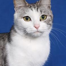 Kurilean Bobtail GIC. Francesa RU