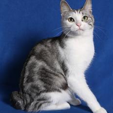 Kurilean Bobtail GIC. Francesa RU