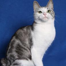 Kurilean Bobtail GIC. Francesa RU