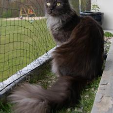 Maine Coon Selma -Venter killinger ca. 19 juni 2016.