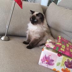 Blanding af racer Dinna