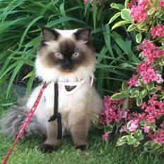 Blanding af racer Dinna