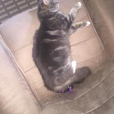 Maine Coon Perle (Himmelkat)