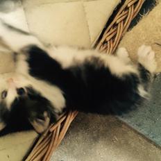 Blanding af racer Deamon