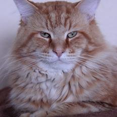 Maine Coon Elmer