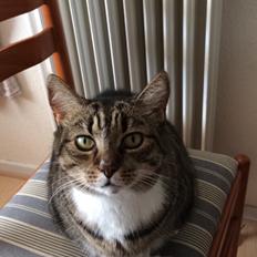 Huskat Kattebi <3 RIP