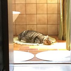 Huskat Kattebi <3 RIP