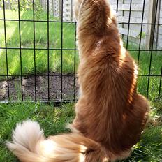 Blanding af racer Bailey