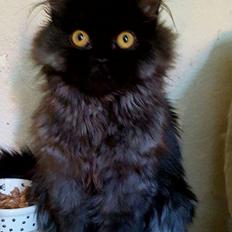 Selkirk Rex  Tzari Dark Dance, Himmel kat.